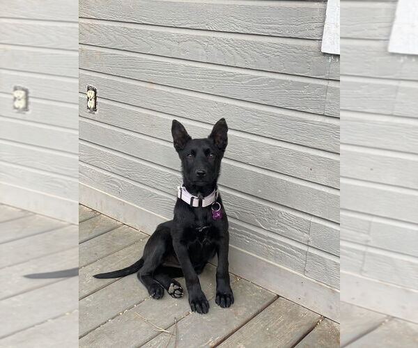 Medium Photo #1 German Shepherd Dog-Unknown Mix Puppy For Sale in Imlay City, MI, USA