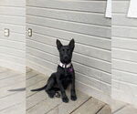 Small German Shepherd Dog Mix