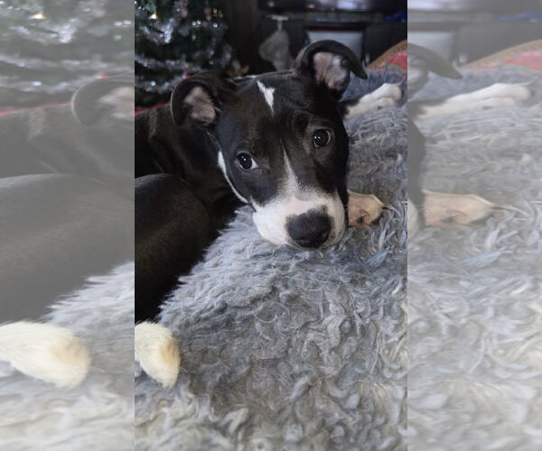 Medium Photo #1 Mutt Puppy For Sale in Princeton, MN, USA