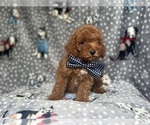Small #7 Cavapoo