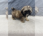 Small Photo #37 Shih Tzu Puppy For Sale in SAINT AUGUSTINE, FL, USA