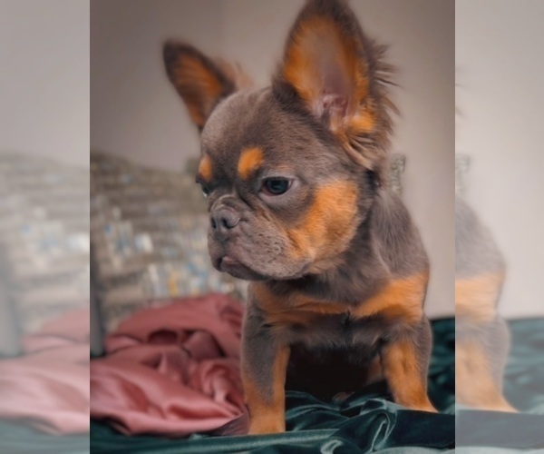 Medium Photo #2 French Bulldog Puppy For Sale in SCOTTSDALE, AZ, USA