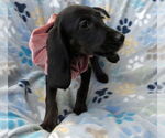 Small #2 Irish Setter-Poodle (Miniature) Mix