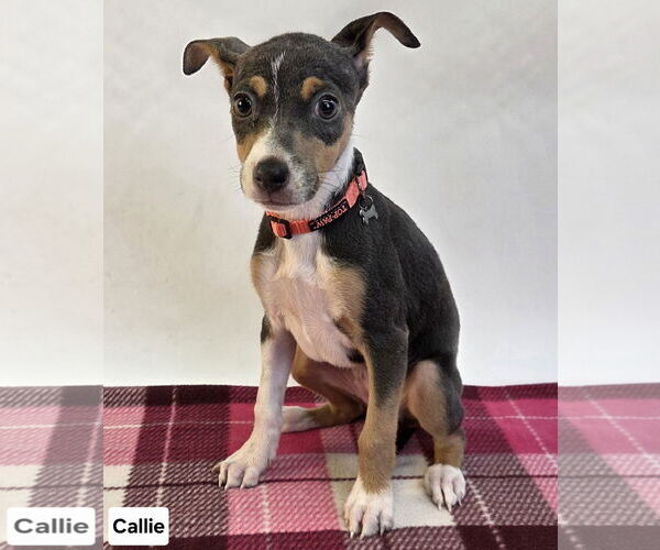 Medium Photo #1 Cheagle Puppy For Sale in Princeton, MN, USA