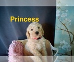 Small #7 Goldendoodle