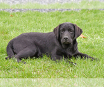 Small Labrador Retriever