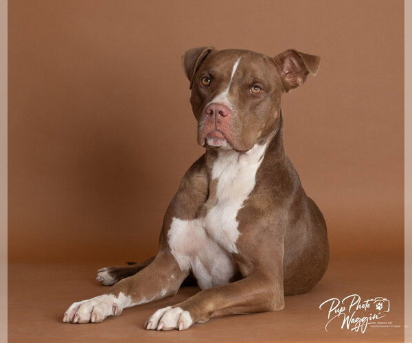 Medium Photo #5 Mutt Puppy For Sale in Claremore, OK, USA
