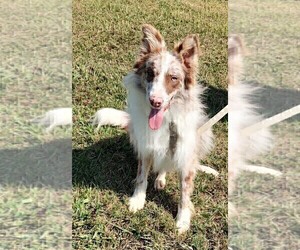 Border Collie Puppy for sale in WEST LIBERTY, KY, USA