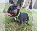 Shelby - Female French Bulldog Puppy for Sale - Photo #7