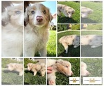 Puppy Puppy 5 Australian Shepherd