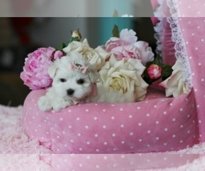 Medium Maltese