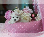Puppy Puppy 7 Maltese