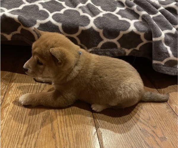 Medium Photo #2 Shiba Inu Puppy For Sale in SCHUYLKILL HAVEN, PA, USA