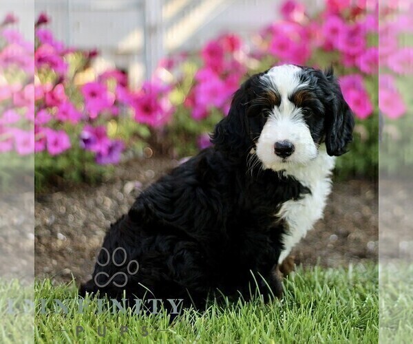 Medium Photo #2 Bernedoodle (Miniature) Puppy For Sale in GORDONVILLE, PA, USA