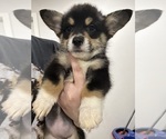 Puppy BonBon Pembroke Welsh Corgi