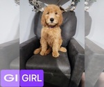 Puppy Purple girl Goldendoodle