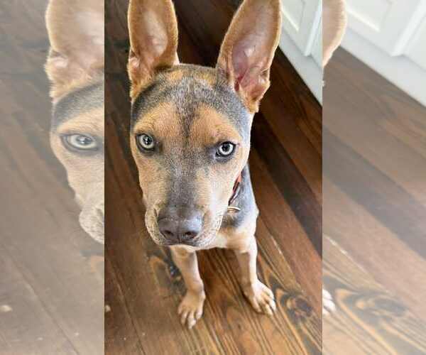 Medium Photo #3 Mutt Puppy For Sale in Woodbury, NY, USA