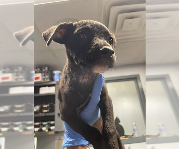 Medium Photo #1 Labrador Retriever-Unknown Mix Puppy For Sale in Tallahassee, FL, USA