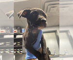 Small Labrador Retriever Mix