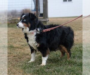 Mother of the Aussie-Poo puppies born on 08/11/2025