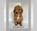 Puppy Diamond Goldendoodle-Poodle (Miniature) Mix