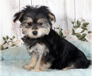 Morkie Puppy for sale in PENNS CREEK, PA, USA