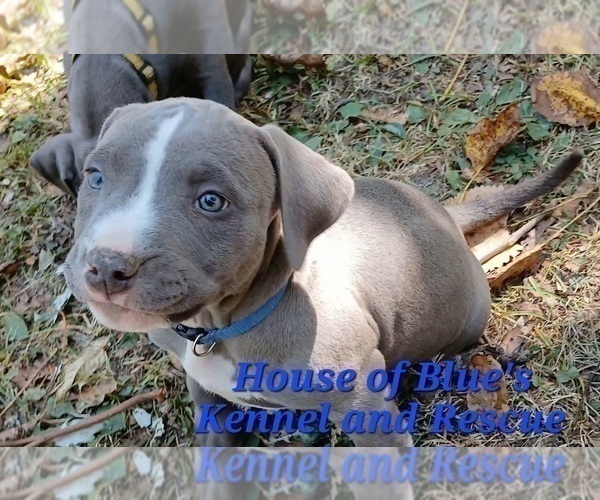 Medium Photo #10 American Pit Bull Terrier Puppy For Sale in DELAWARE, OH, USA