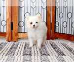 Small Photo #4 Pomeranian Puppy For Sale in NAPLES, FL, USA