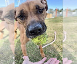 Boxer-Unknown Mix Dogs for adoption in Louisville, KY, USA