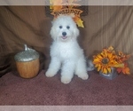 Puppy Kyle Goldendoodle-Poodle (Toy) Mix