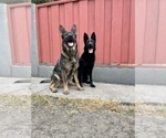 Small Photo #11 German Shepherd Dog Puppy For Sale in HAYWARD, CA, USA