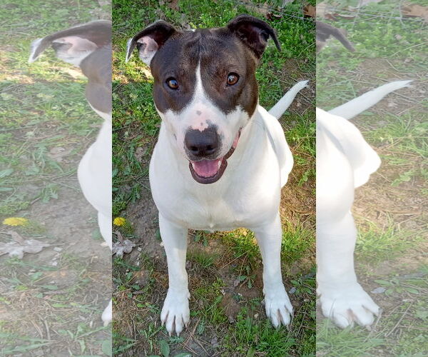 Medium Photo #4 Mutt Puppy For Sale in Cabool, MO, USA