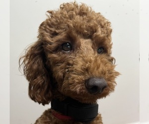 Cockapoo-Poodle (Miniature) Mix Puppy for sale in SHERIDAN, MO, USA