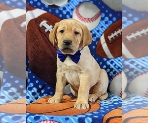 Labrador Retriever Puppy for sale in LITITZ, PA, USA