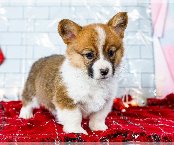 Medium Photo #47 Cardigan Welsh Corgi Puppy For Sale in WAKARUSA, IN, USA
