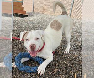 Labrador Retriever-Unknown Mix Dogs for adoption in Palmetto, FL, USA