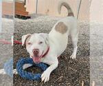 Small Labrador Retriever Mix
