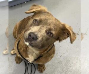 German Shepherd Dog-Unknown Mix Dogs for adoption in Peoria, IL, USA
