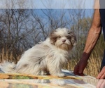 Small #1 ShihPoo