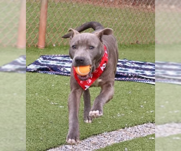 Medium Photo #3 Labrador Retriever-Unknown Mix Puppy For Sale in Rockaway, NJ, USA