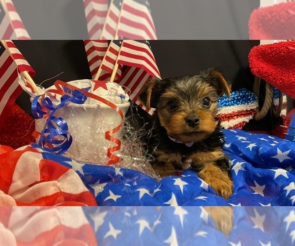 Medium Photo #2 Yorkshire Terrier Puppy For Sale in ALVARADO, TX, USA