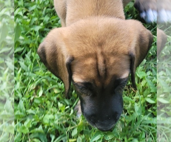 Medium Photo #8 Irish Dane Puppy For Sale in SURRY, VA, USA