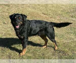 Gator - Male Golden Shepherd Dog for Adoption - Photo #2