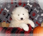 Small Photo #7 Samoyed Puppy For Sale in LUBLIN, WI, USA