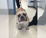 Small #9 American Bulldog-Staffordshire Bull Terrier Mix