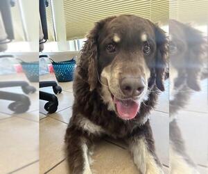 American Water Spaniel-Saint Bernard Mix Dogs for adoption in Lee's Summit, MO, USA