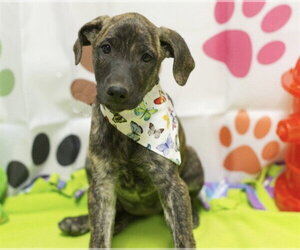 Great Dane-Unknown Mix Dogs for adoption in Placerville, CA, USA