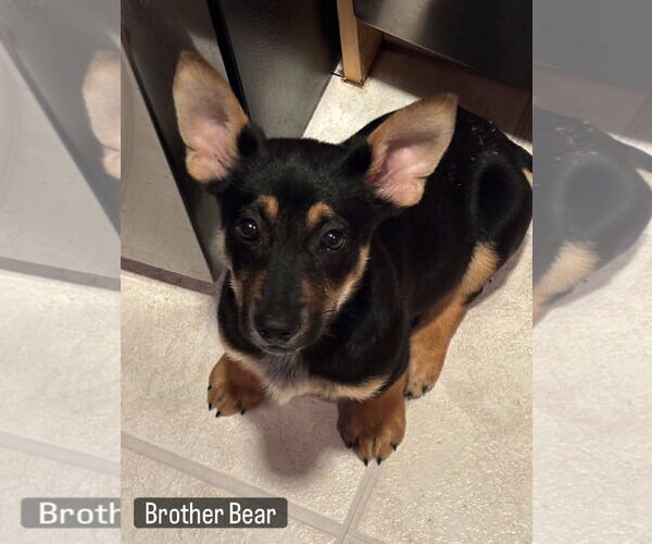 Medium Photo #2 German Shepherd Dog-Unknown Mix Puppy For Sale in Davis, CA, USA