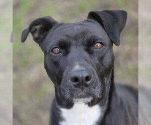 Boxador Dogs for adoption in Anniston, AL, USA