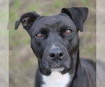 Bonnie - Female Boxador Dog for Adoption - Small photo